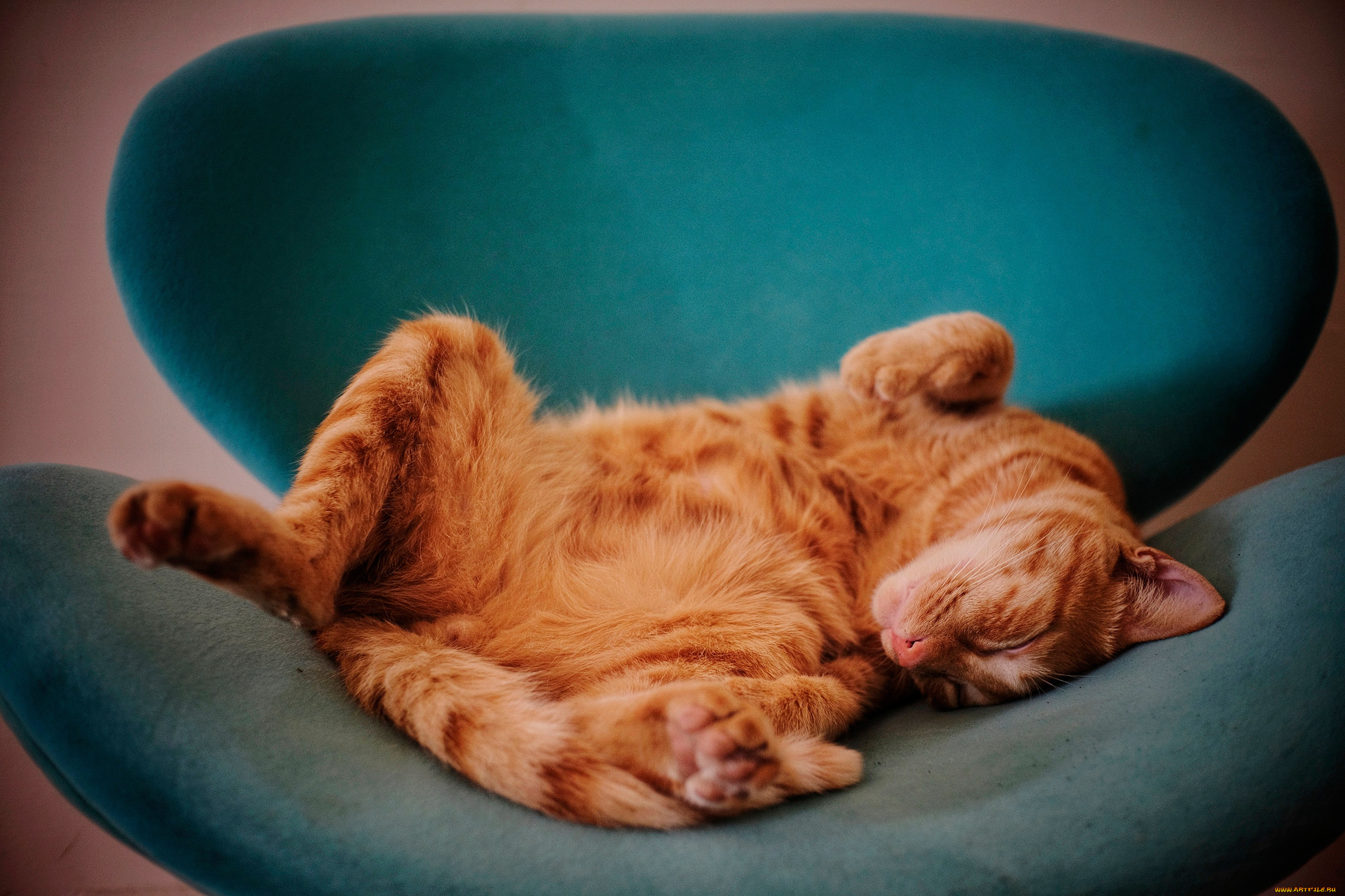 ��������, ����, ���, �����